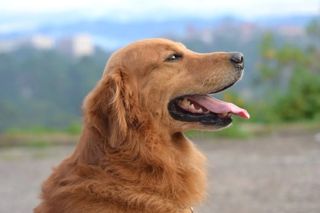 5-Reasons-to-Purchase-Calming-Medication-For-Dogs-to-Help-Your-Furry-Friend
